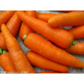 Свежая морковь с высоким качеством